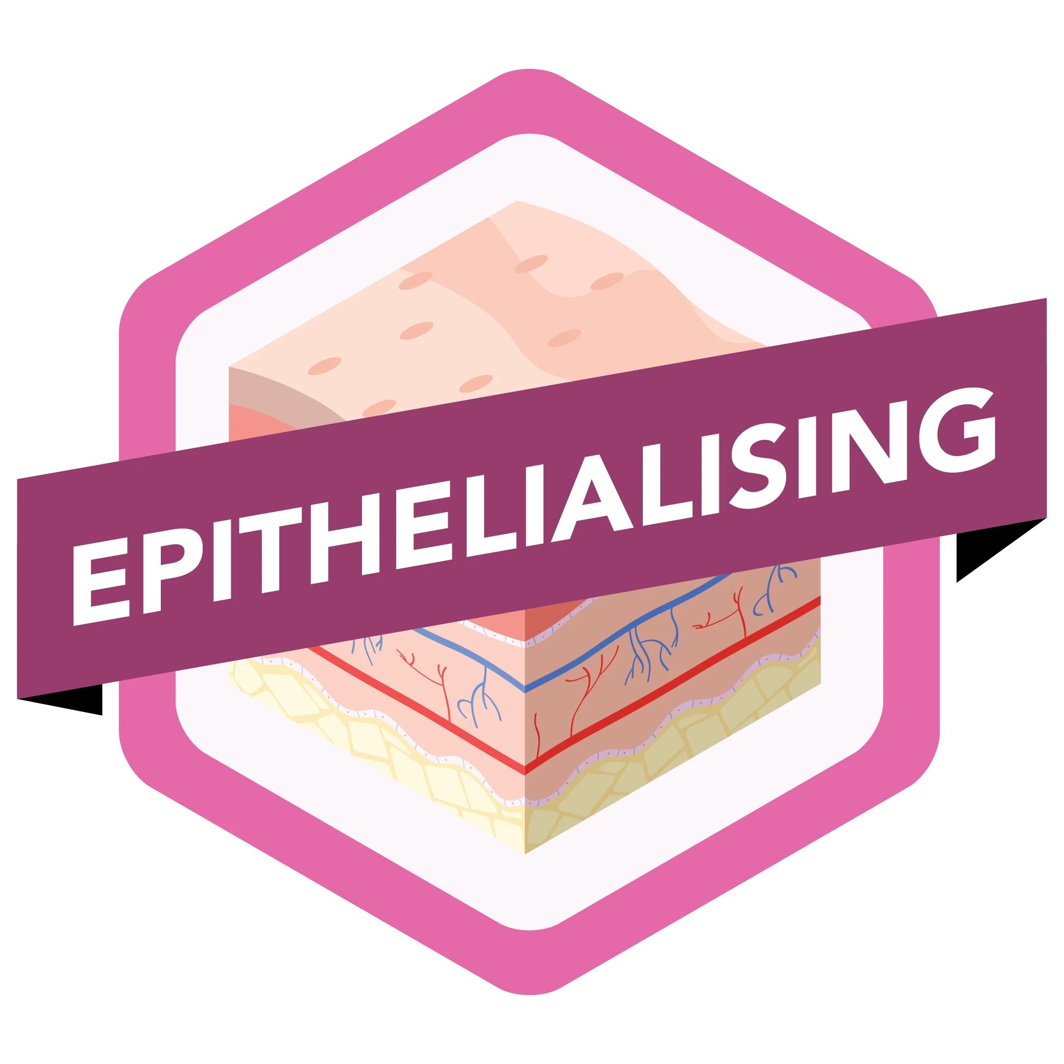 epithelialising.jpeg